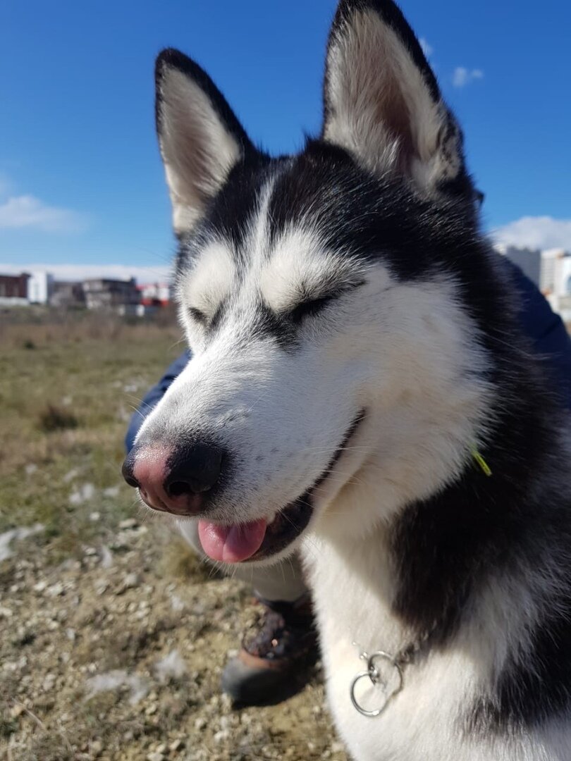 Редко, но Дешвуд смущается от комплиментов)