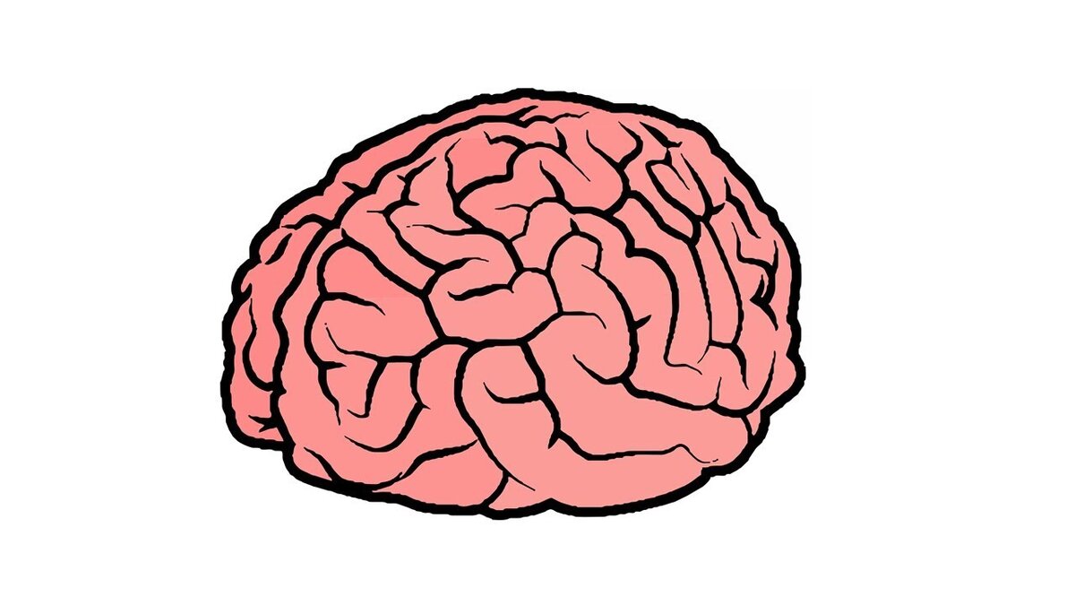 Color brain. Мозг вектор. Мозг человека рисунок. Мозги мультяшные. Мозг рисунок для детей.