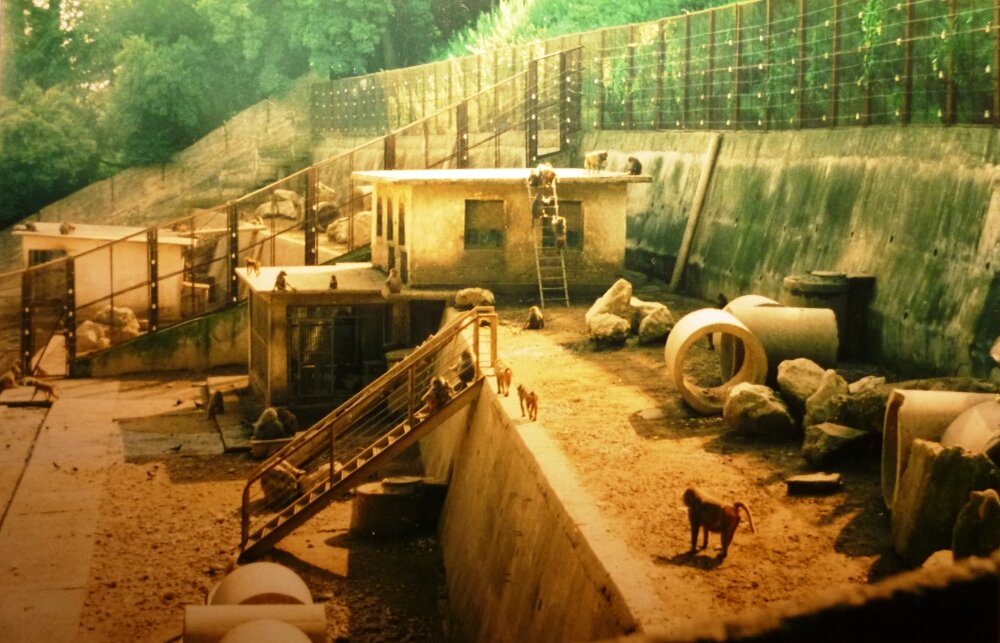 1982 г., карьер питомника (фото из домашнего архива)