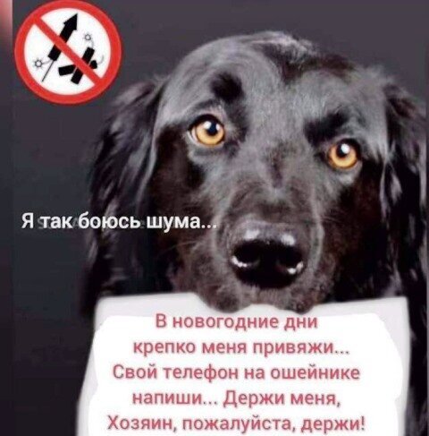 картинка из интернета