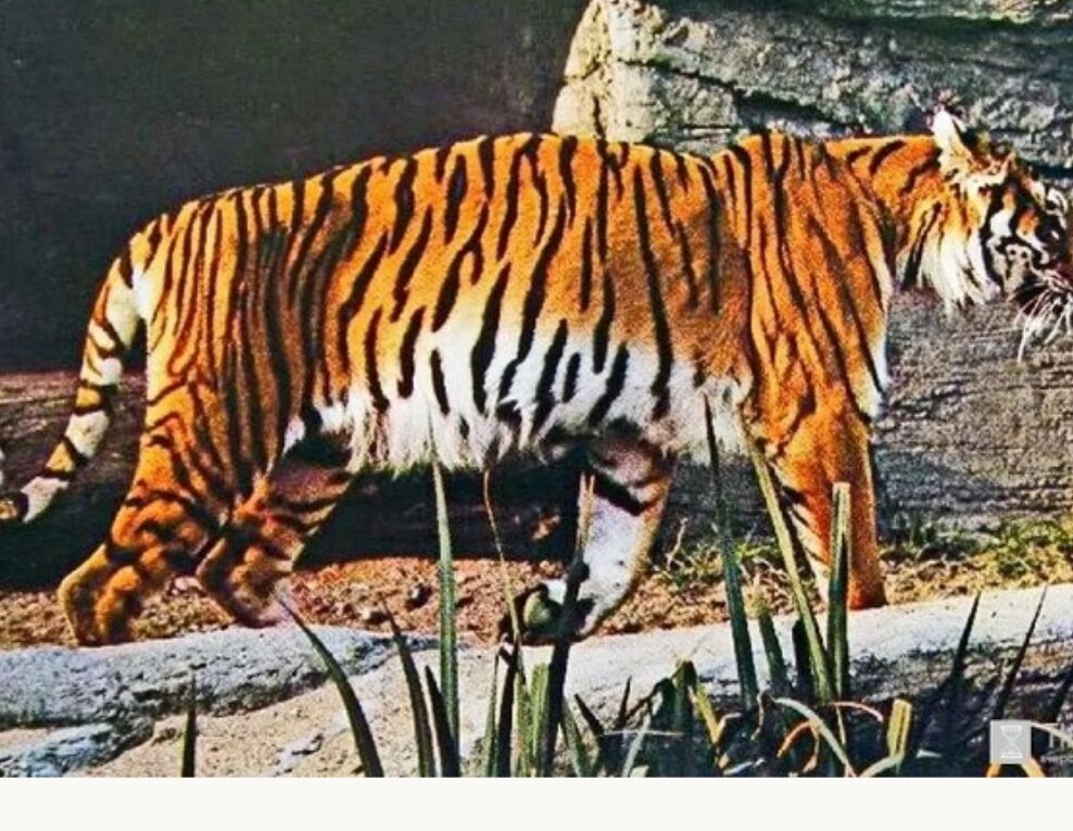 Названия видов тигров. Закавказский Туранский тигр. Туранский (Каспийский) тигр. Закавказский тигр вымерший. Туранский тигр вымерший вид.