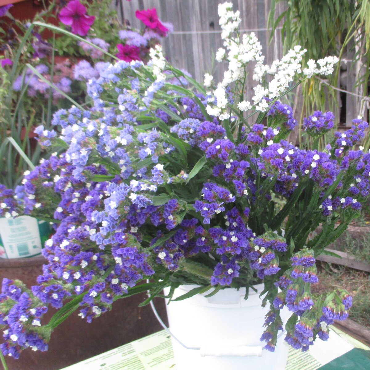 Статица из семян