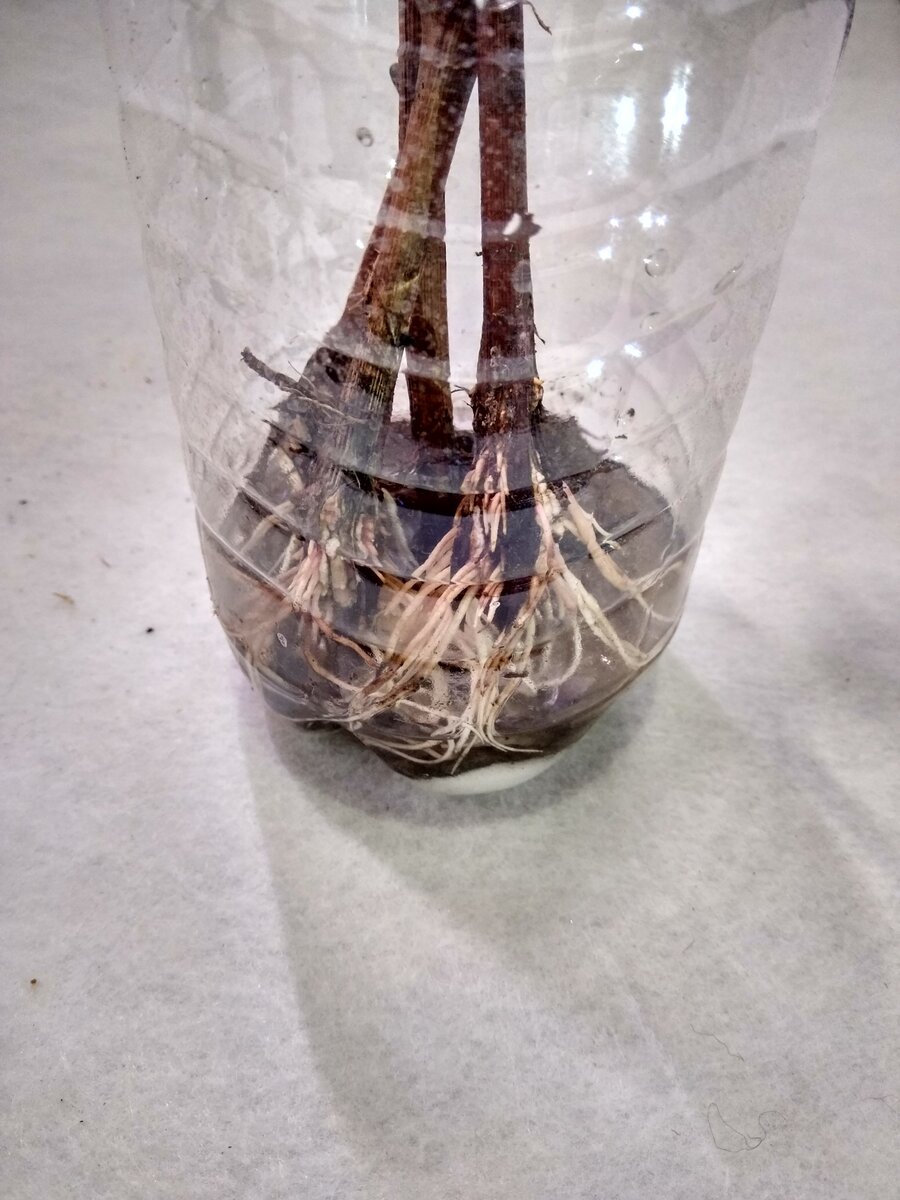 Самый простой способ - укоренение на воде