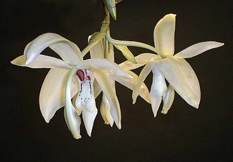Цветы Stanhopea grandiflora