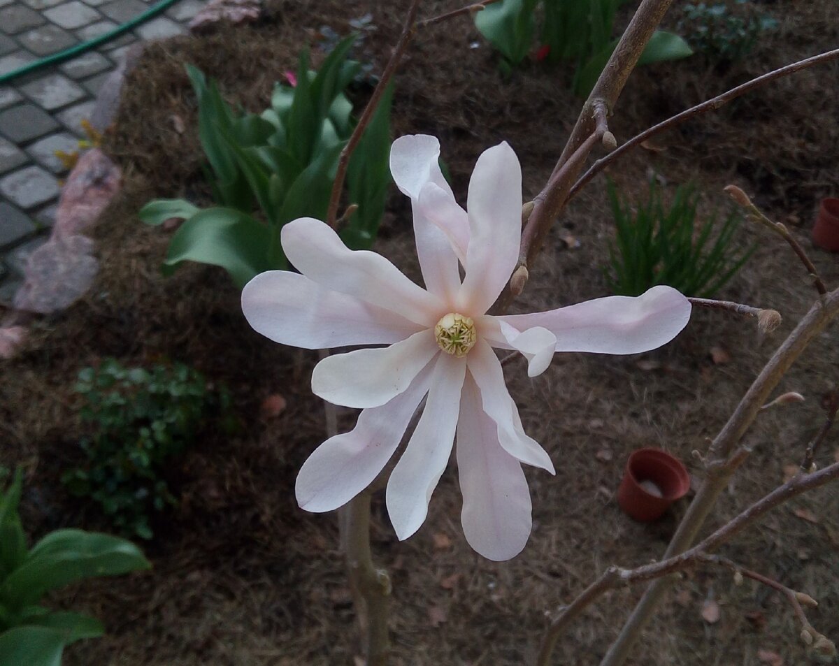 Это самый первый раскрывшийся цветок, он полностью распустился  26 апреля.