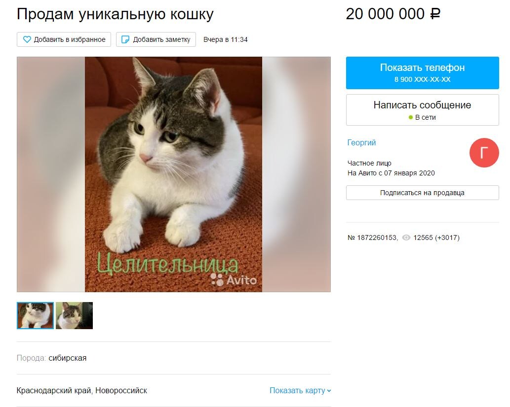 Объявление о продаже кошки. Фото: avito.ru