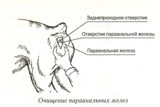 Интерпретация коммуникационных сигналов Вашей собаки