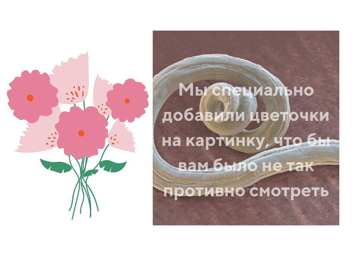 Фото червя взято из открытого источника 