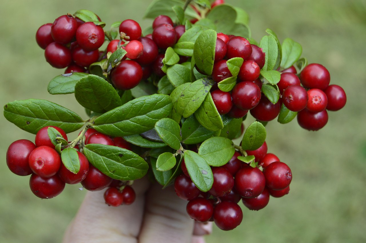 Клюква. Фото носит иллюстративный характер. Источник фото: Яндекс картинки