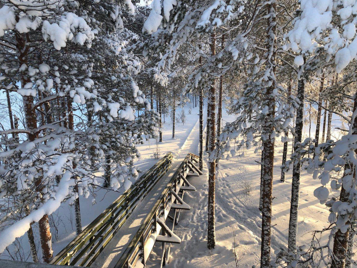 (Фото: Wolf Wolf, Артема Шилина и Антона Федотова из группы Заповедник "Костомукшский" и нп "Калевальский")