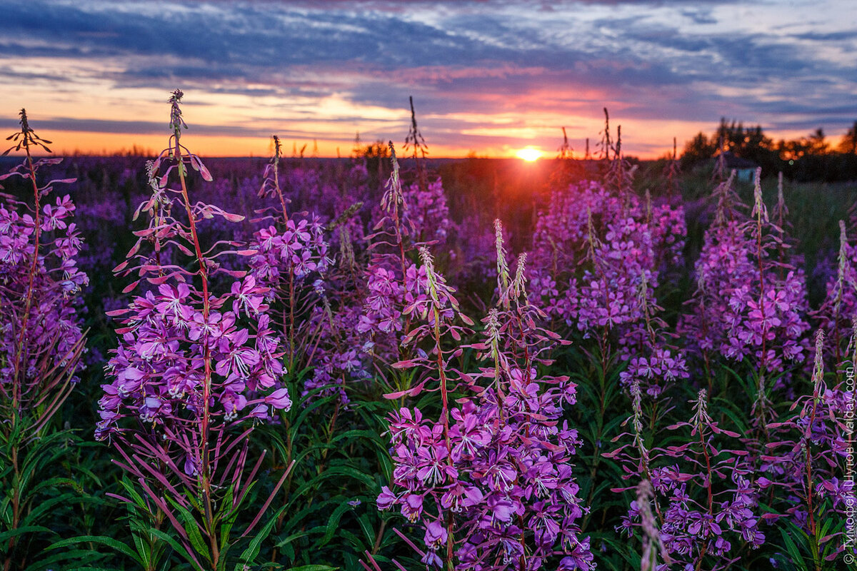 Иван чай фото описание растения крупным планом