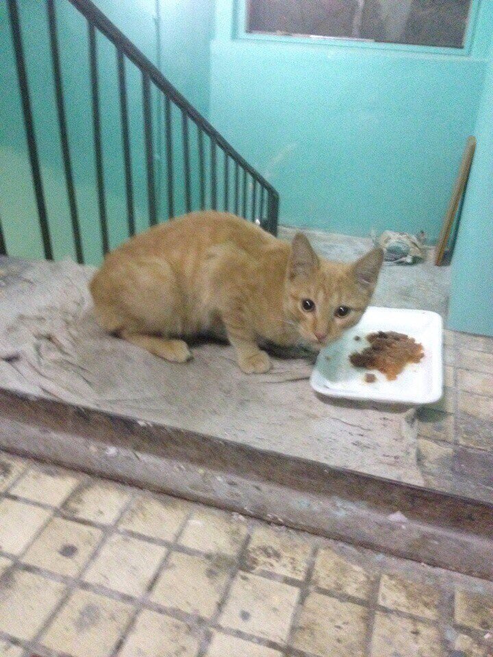 подвальный рыжик - кормимся. фото автора