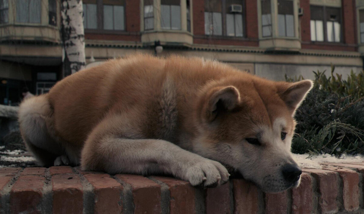 Трогательная история собаки по кличке Хатико, основанная на реальных событиях. Профессор университета Паркер Уилсон находит Хатико на вокзале и временно берёт его к себе, но за собакой так никто и не приходит. Идут месяцы, годы, Хатико растёт и с каждым днём привязывается к своему хозяину всё больше и больше. Пёс провожает профессора на работу, а затем встречает его вечером на вокзале. И вот однажды профессор умирает… О Хатико знают многие – о памятнике, установленном этому псу в Японии, неоднократно рассказывали по телевизору. Но лишь когда начинаешь смотреть фильм, понимаешь, насколько глубокой получилась история.