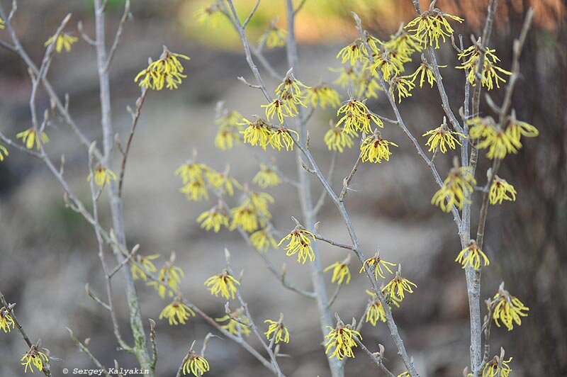 Гамамелис Arnold Promise