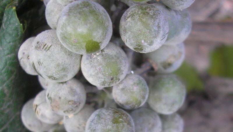  Оидиум (мучнистая роса)