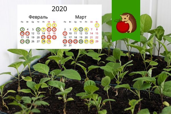 Сеем баклажаны на рассаду 2024. Когда сеять баклажаны. Когда садить баклажаны в феврале 2024. Когда сеять баклажаны на рассаду в 2023. На каком расстоянии сажать баклажаны