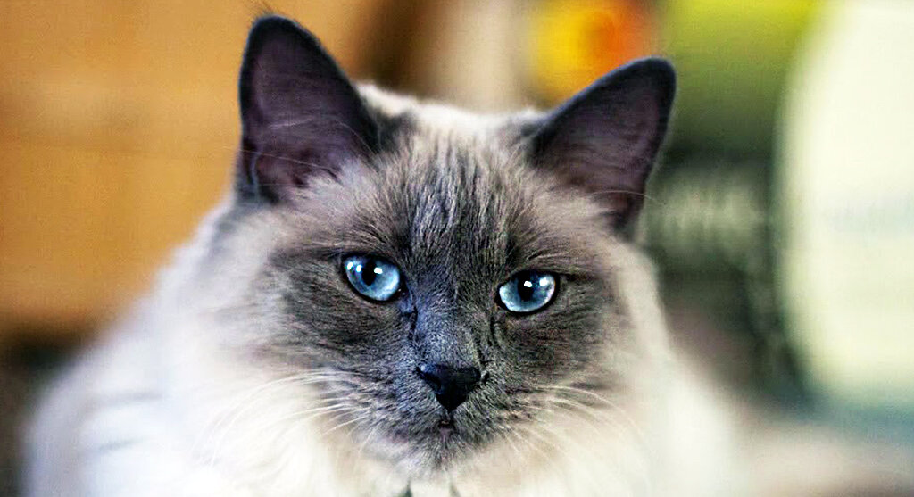 Питомники кошек: в Санкт-Петербурге Балийская кошка (балинез) - Породы кошек - CATS-портал