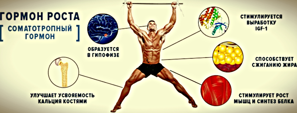 Главный жиросжигающий гормон.