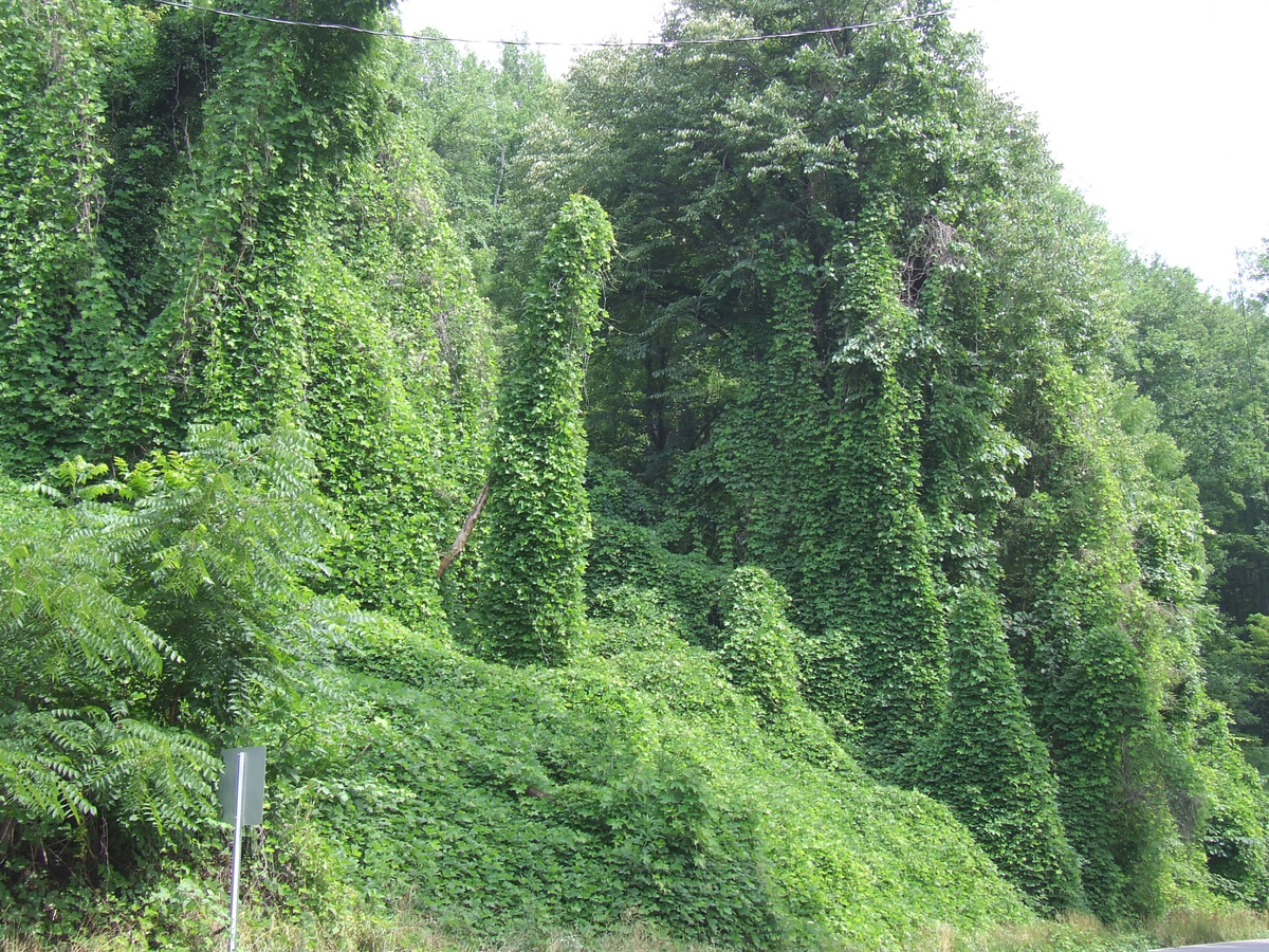 Как объяснили местные, это ядовитый плющ увивает всю природу. Он крайне опасен и при контакте с кожей оставляет жуткие химические ожоги. 