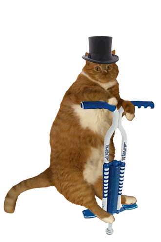 Крутой котик!