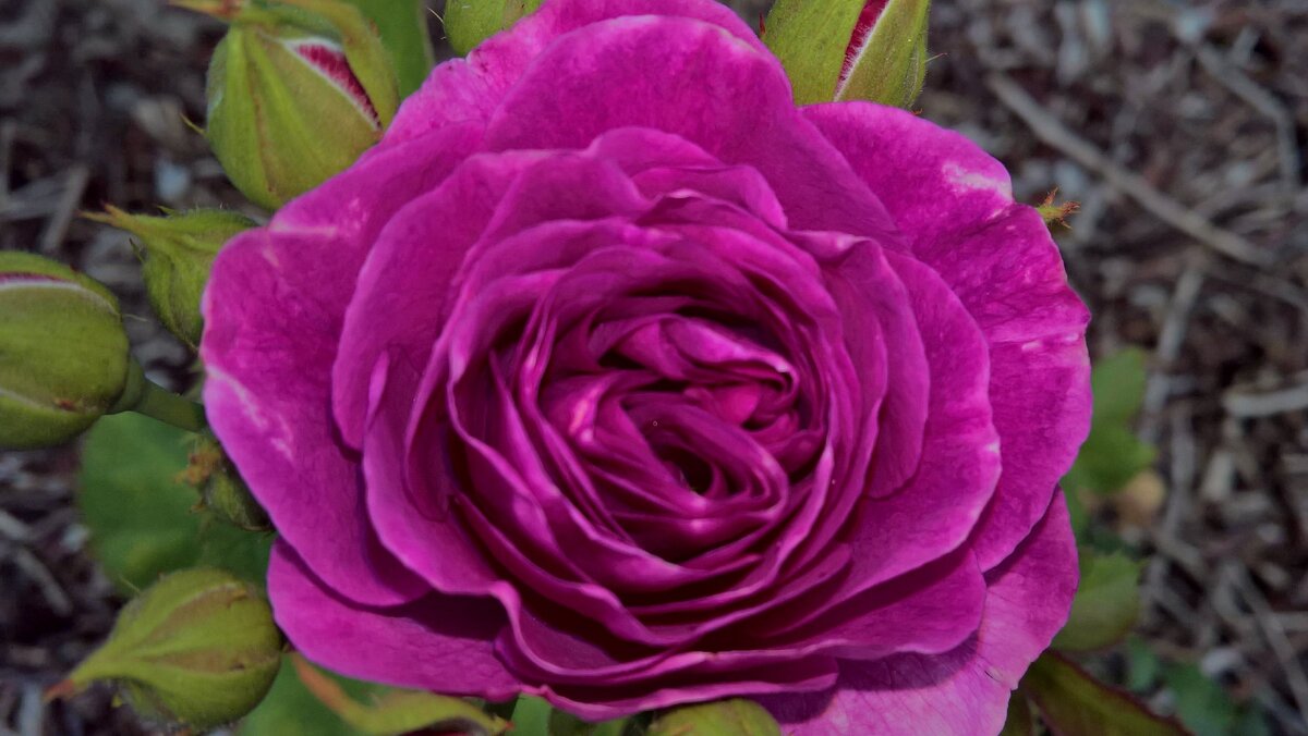 Темно-сиреневая роза в моем розарии, плюсы и минусы | Козы, Сыр, Растения |  Дзен