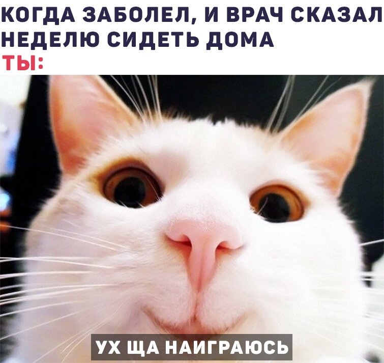 Картинка кота мем