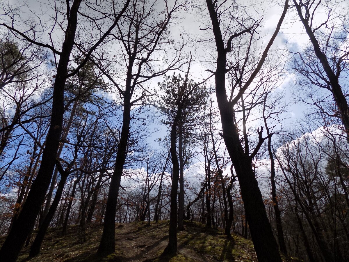 Кунратицкий лес в марте