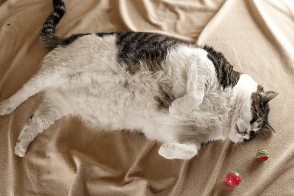 Химми - самый тяжёлый кот в мире (фото Яндекс.Картинки)