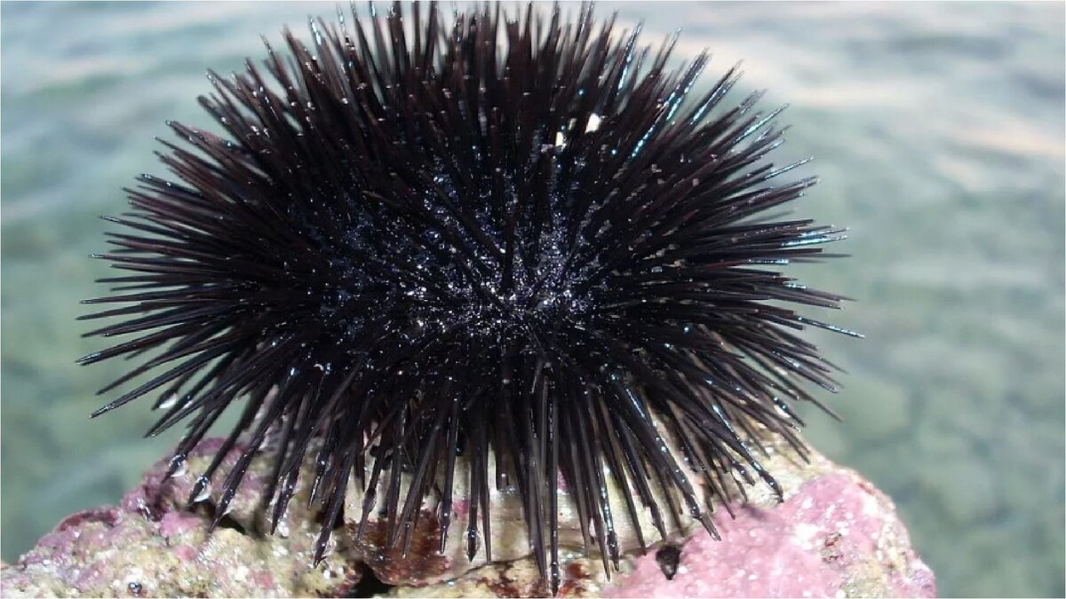 Черный морской Ёж