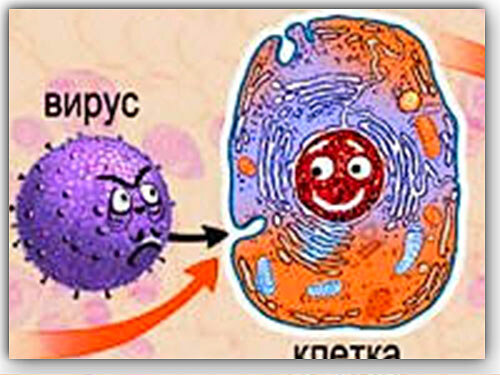 Попадание вируса в клетку 