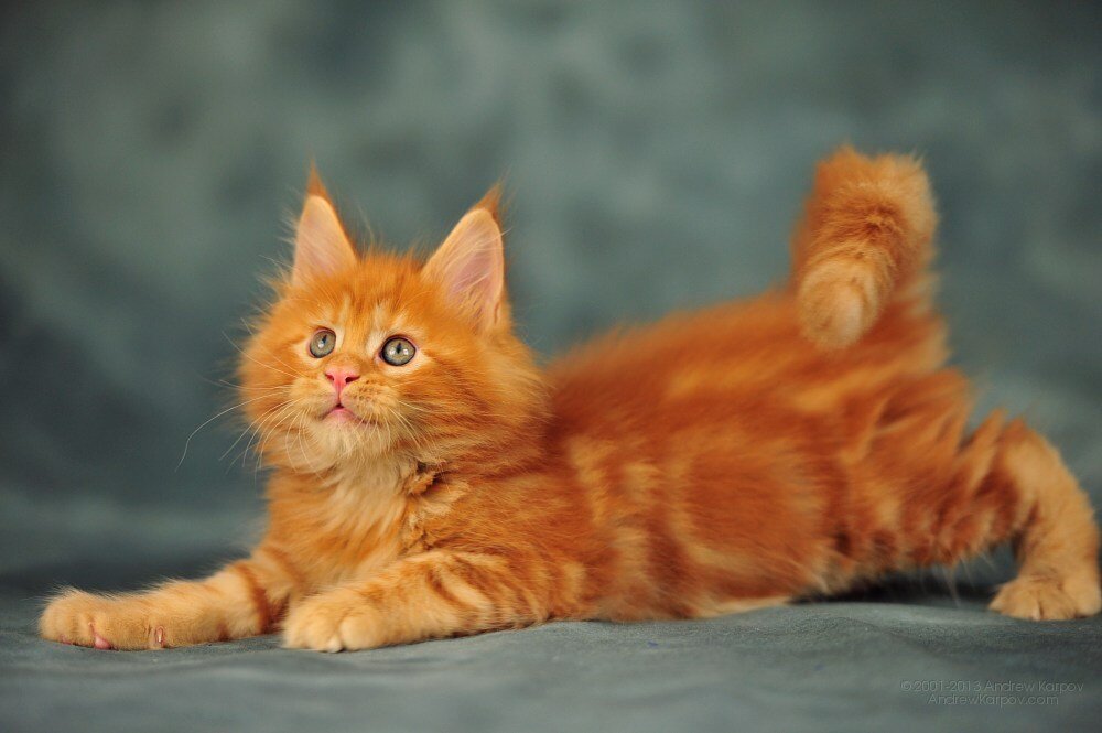 Порода кошек с рыжей шерстью. Мейн кун рыжий. Рыжий кот Мейн кун. Рыжая кошка Мейн кун. Мейн кун кот рыжий котенок.
