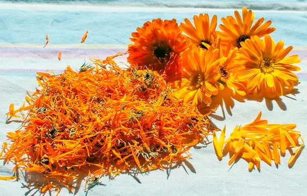 Свежие и сушеные цветы календулы