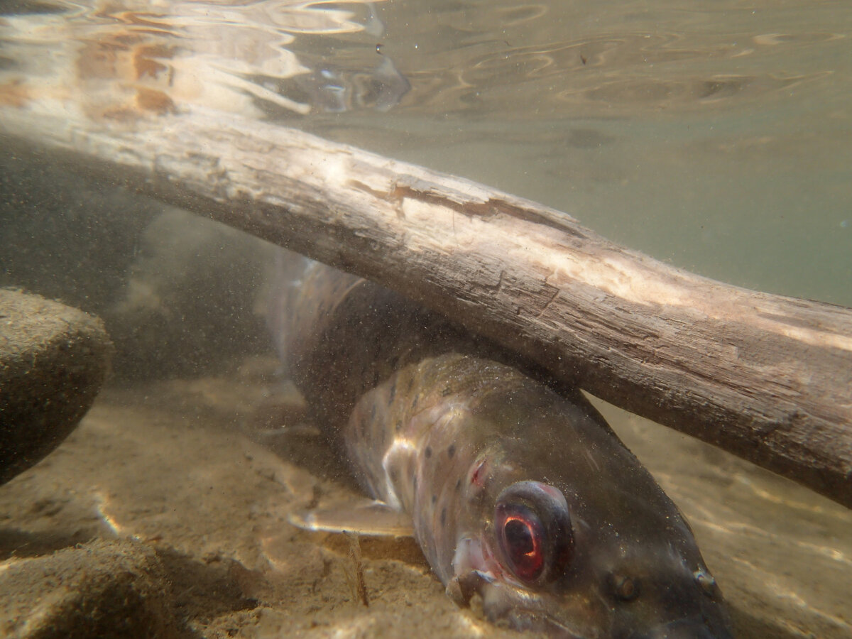 Один из уцелевших ленков