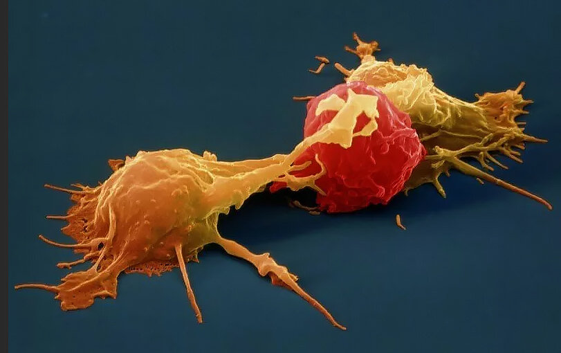 т-киллеры атакуют клетку