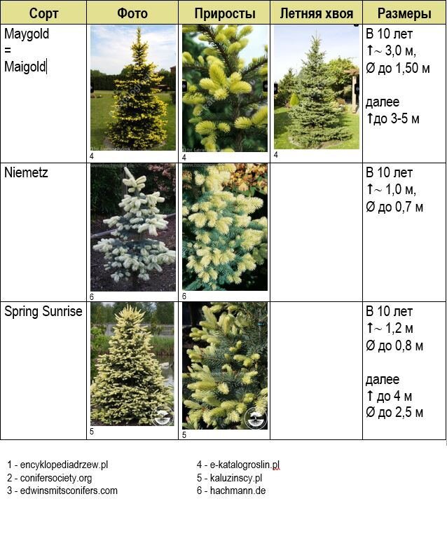 Сорта ели с фото и описанием и названием