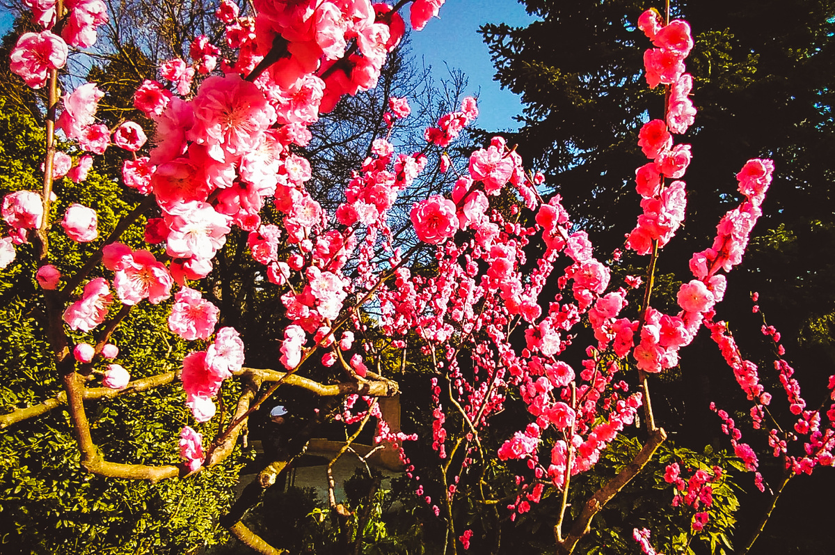 Дендрарий, сакура цветёт 