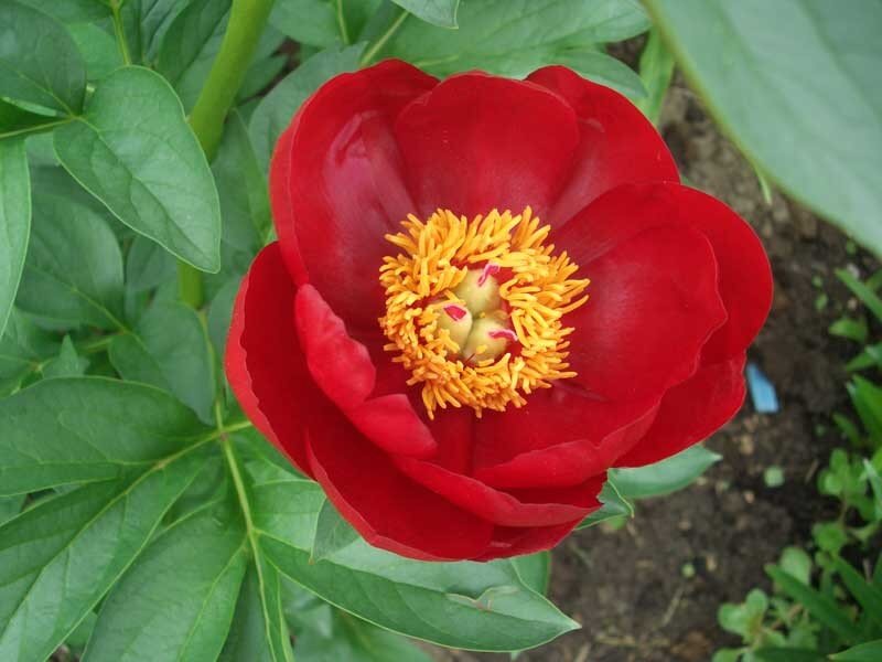 Так выглядит цветок Рэд Рэд Роуз