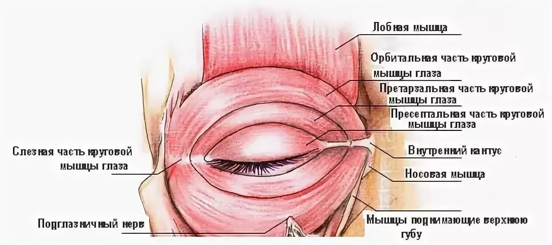 Мышцы века