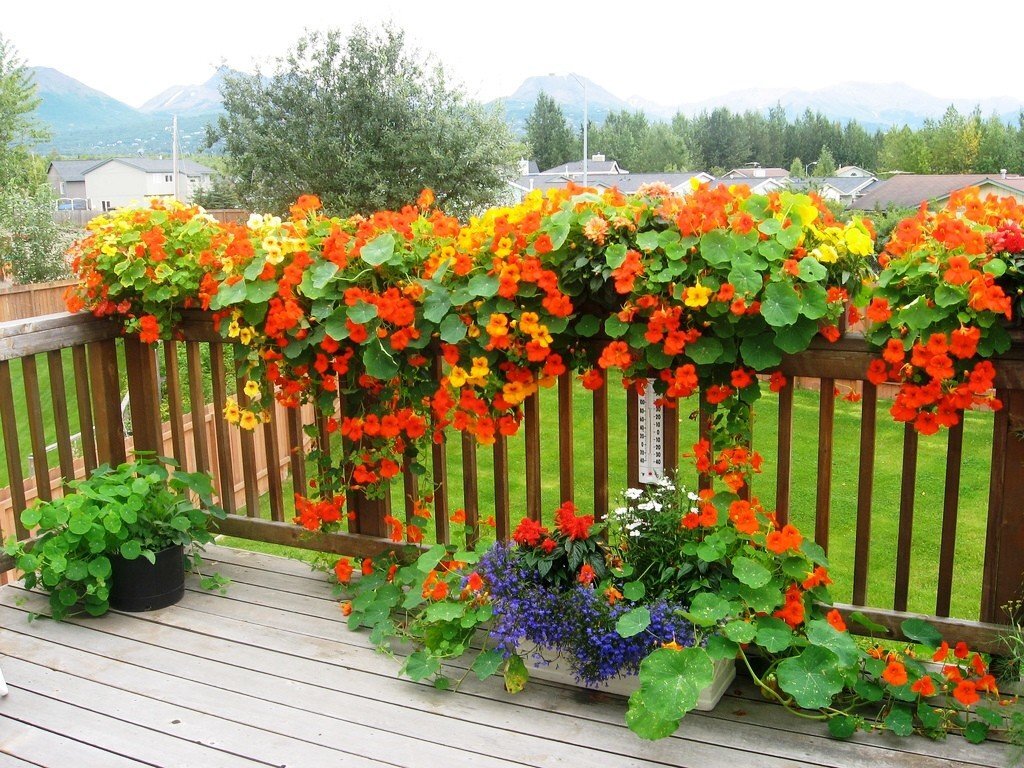 Настурция на шпалере