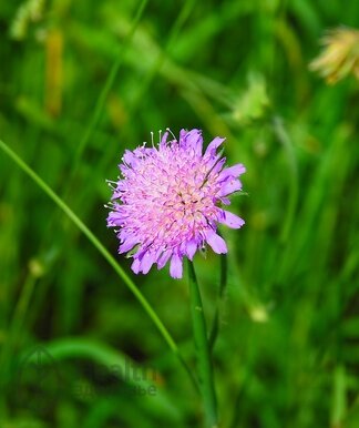 Короставник полевой (https://lektrava.ru/encyclopedia/korostavnik-polevoy/)
