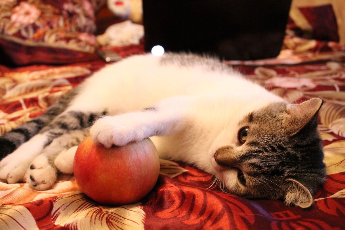 Фото из личного архива кота.