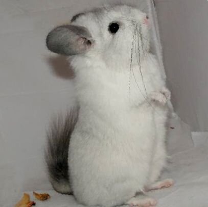 Подготовка к дрессировке: