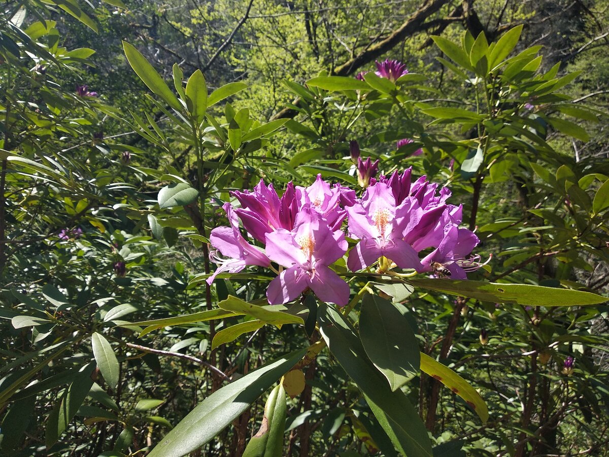 Рододендрон понтийский