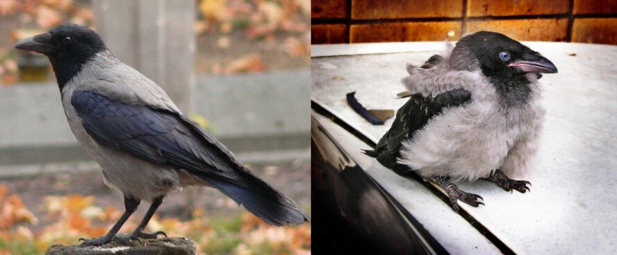 Взрослая ворона и слеток