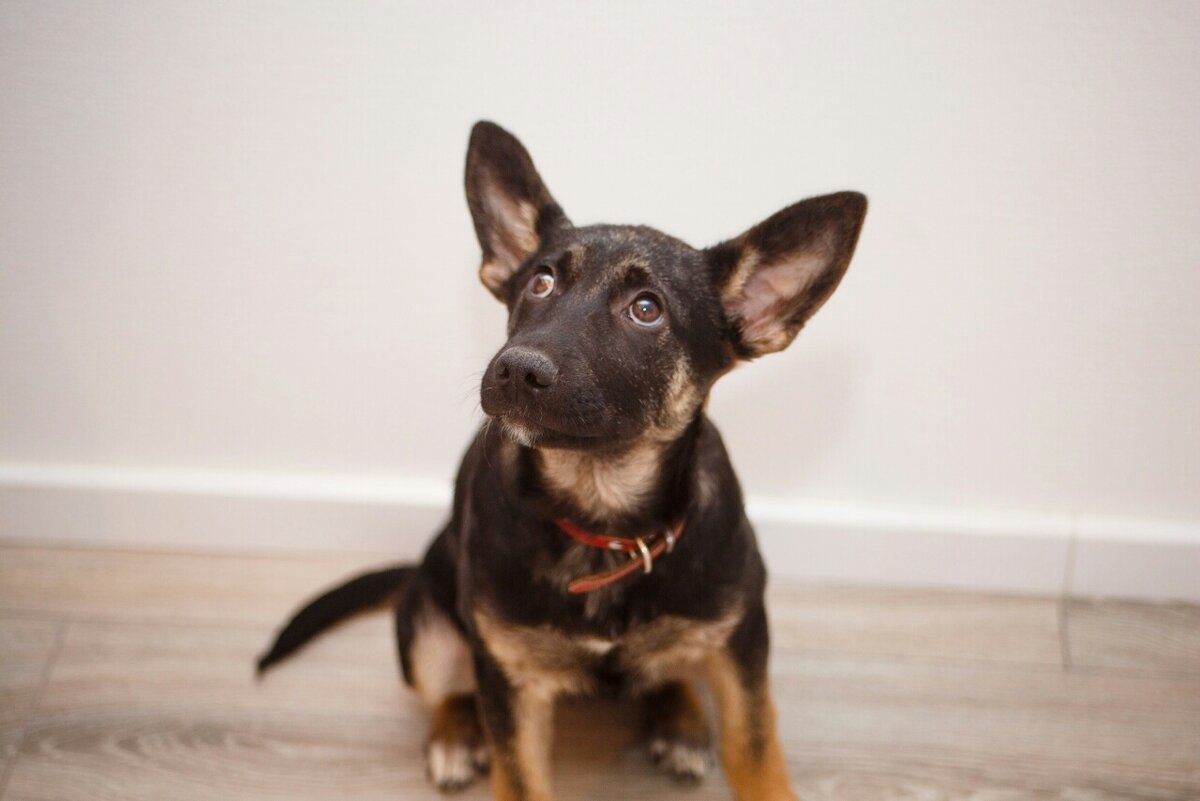 Это Милли, она давно домашняя любимая собака.