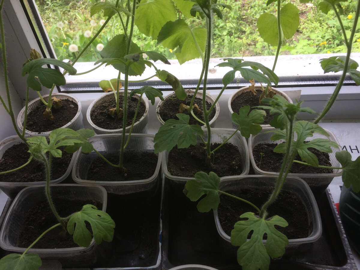проросток арбуза. какая рассада арбузов. рассада арбузов и дынь. рассада дыни и арбуза. сеянцы дыни.