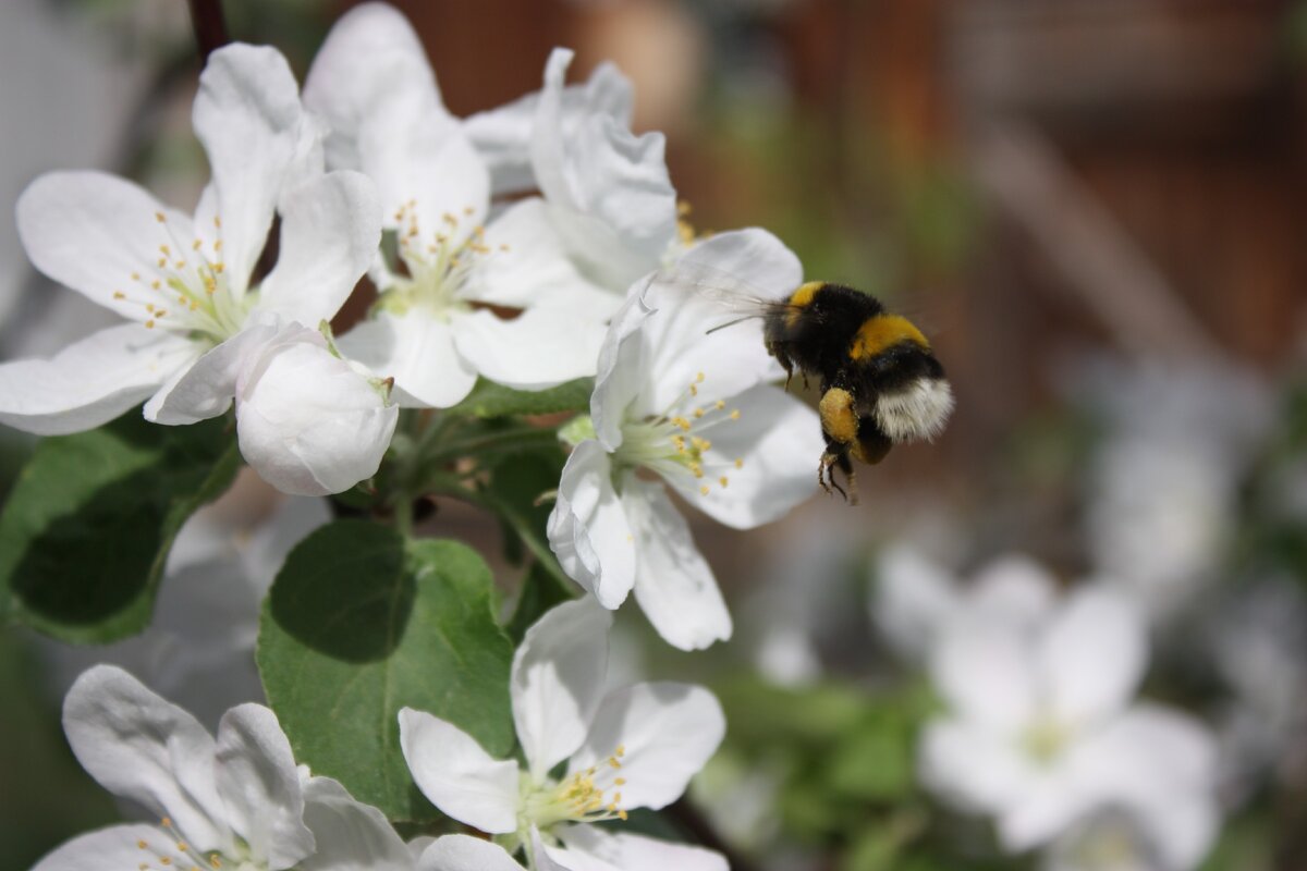 Почему пчелам грозит вымирание? Как защитить пчел? Почему пчелы так важны для экологии?