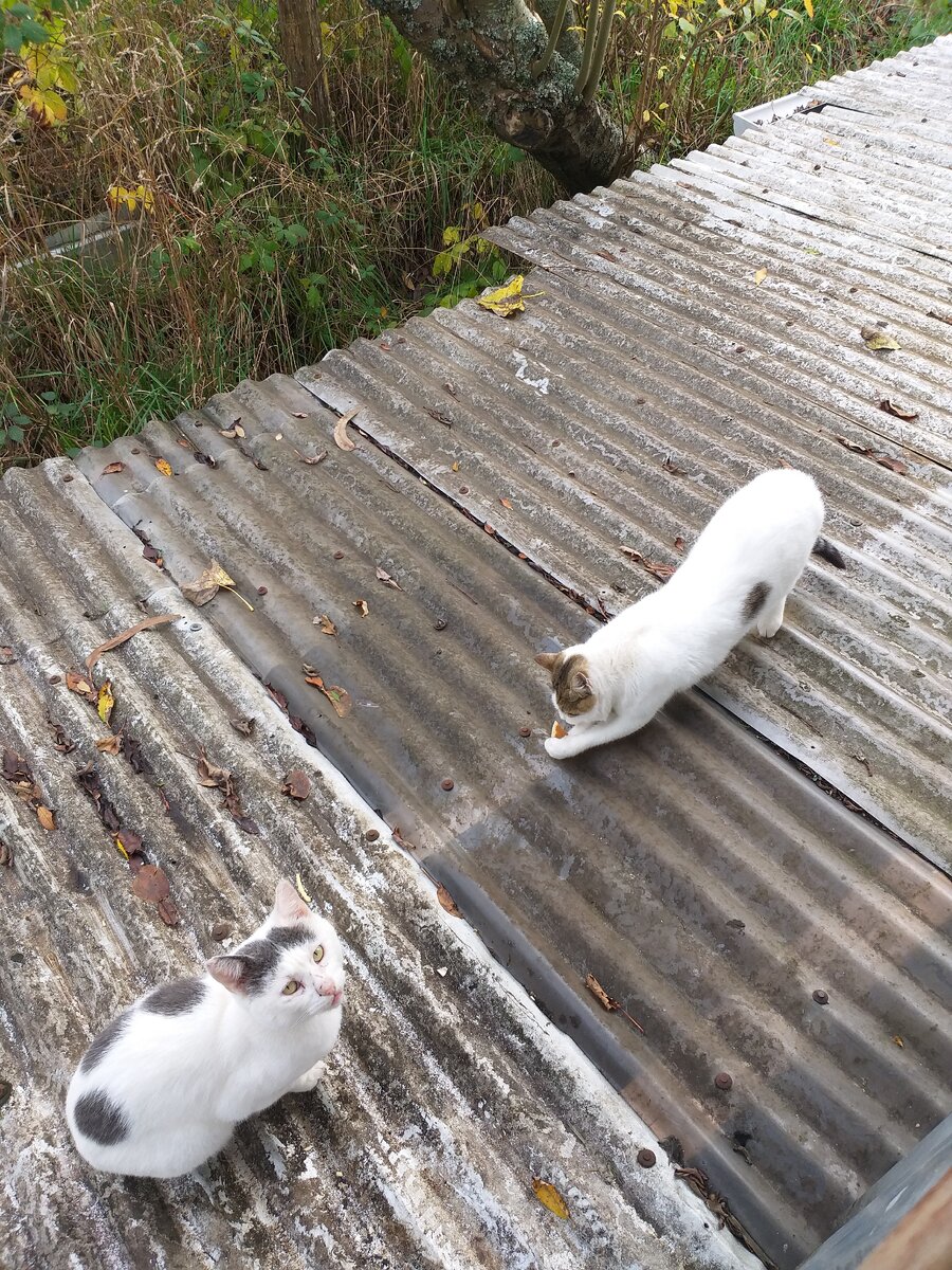 Чуга и Молли
