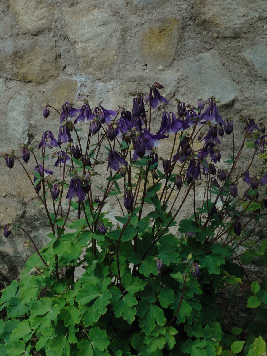 Опорная стенка из бута и водосбор