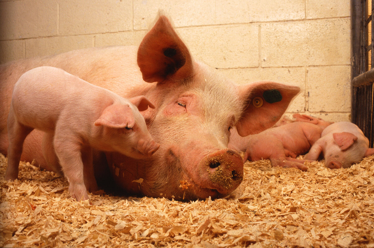 Объект похищения. Sow and five piglets.  Photo by Keith Weller. 